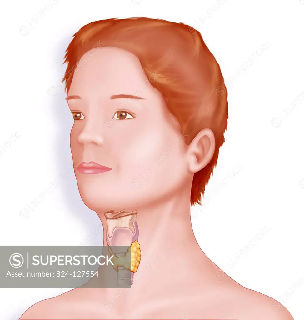 Illustration of the larynx. From top to bottom : - hyoid bone - thyroid cartilage - cricoid cartilage - thyroid gland - tracheal rings