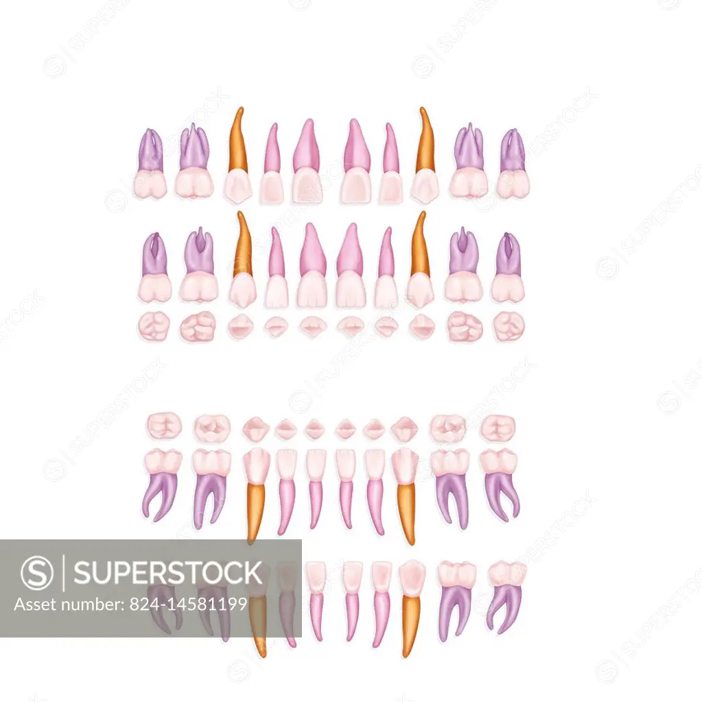 Illustration of an odontogram of temporary teeth, diagram of the jaw and tooth positions in children, used by dentists. From top to bottom, illustrati...