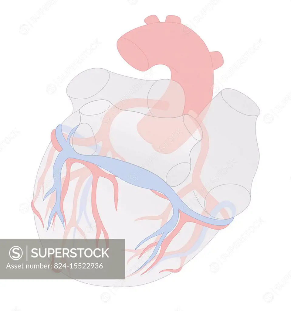 Illustration showing the coronary sinus which produces the great cardiac vein, the small cardiac vein and the left posterior interventricular artery. ...