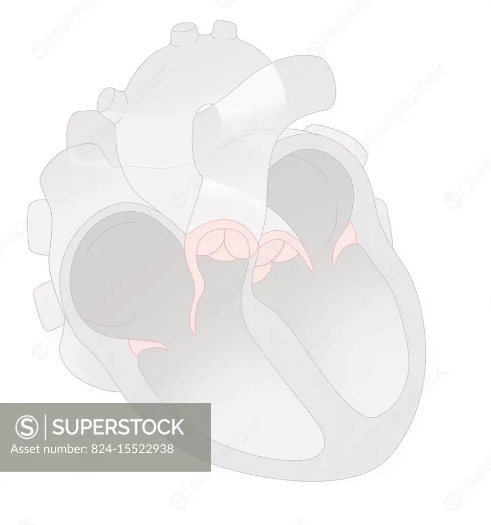 Anterior view cross-section illustrating of the 4 cardiac valves. From left to right, the tricuspid valve, the pulmonary valve, the aortic valves and ...