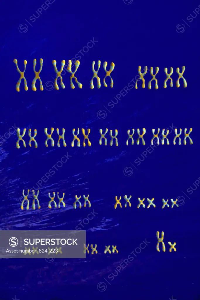 Karyotype of the 23 Pairs of Human  Chromosomes