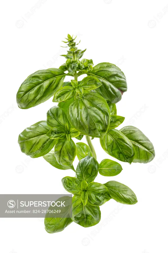 Roman basil ocimum basillcum branch in profile on white