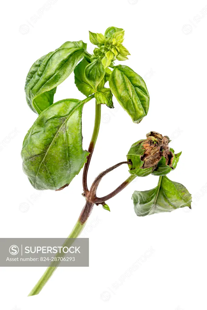 Symptoms of Botrytis cinerea brown spots on leaves and stems of