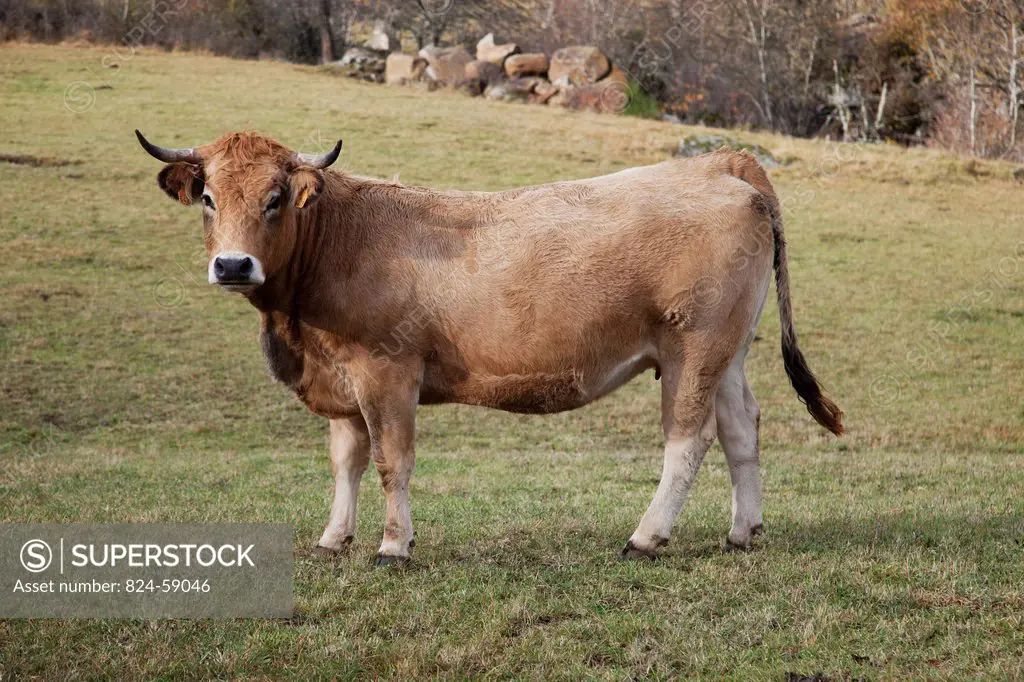 Aubrac cattle.