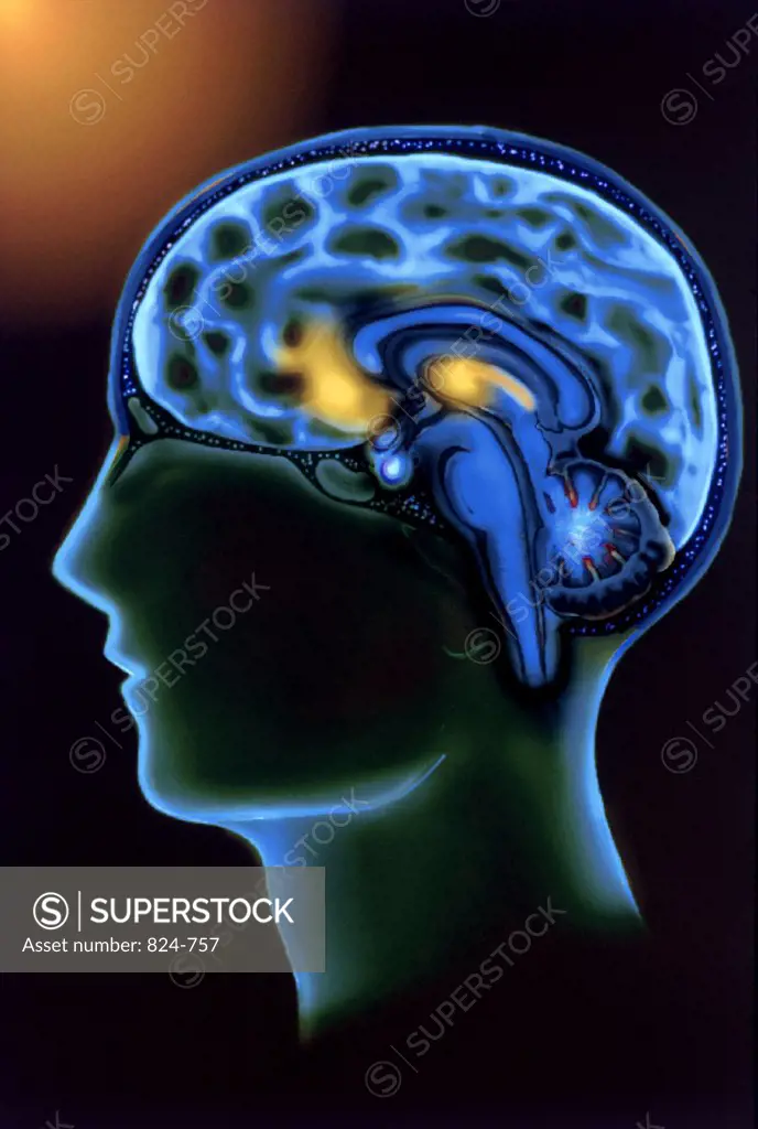 Human Brain Showing Highlighted Area For The Sense of Taste