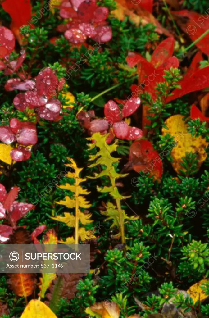 Bearberry Crowberry Blueberry  