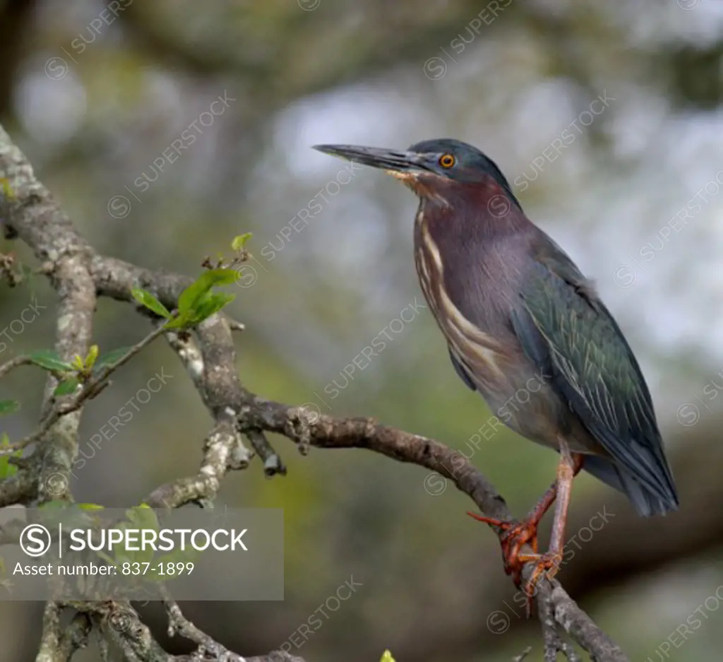 Little Green Heron    