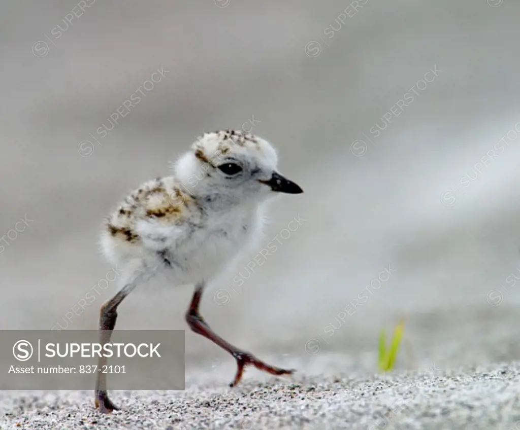 Snowy Plover