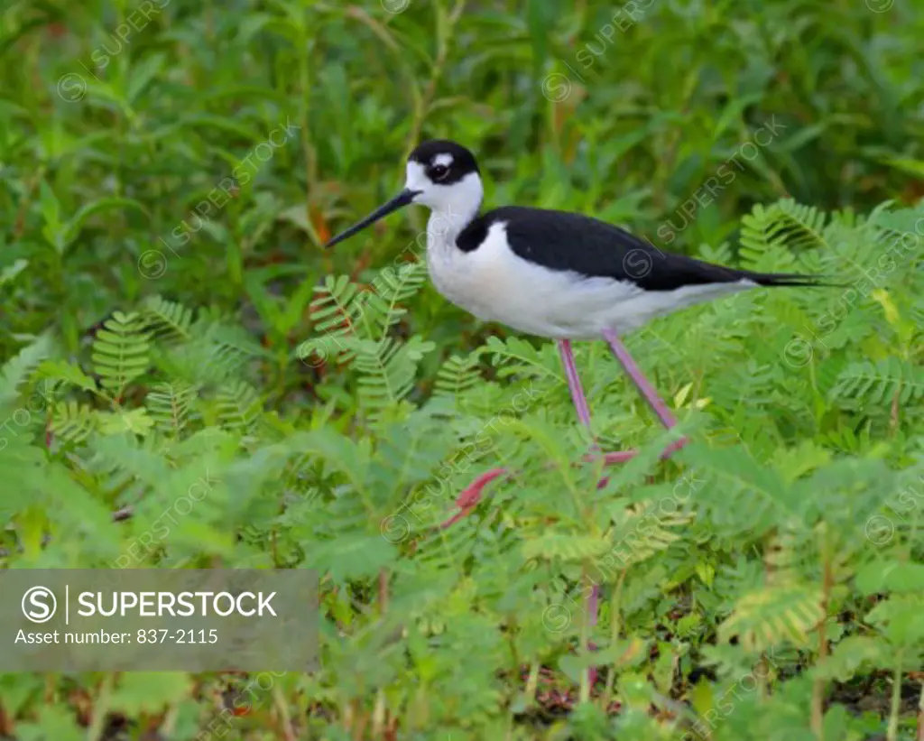 Black-necked Stilt