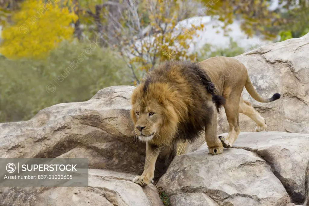 a captive AFRICAN LION CLIMBING DOWN SOME ROCKS