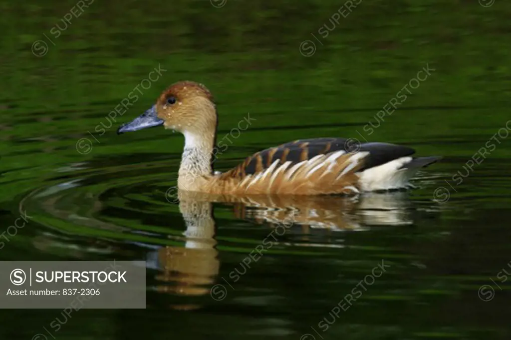 Side profile of a Fulvous Whistling Duck swimming in water (Dendrocygna bicolor)
