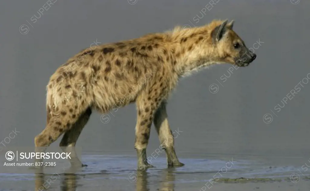 Side profile of a Spotted Hyena wading in water (Crocuta crocuta)