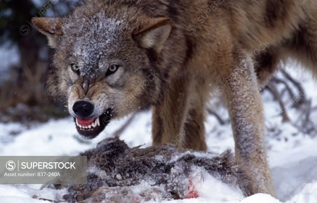 Gray Wolf With Prey