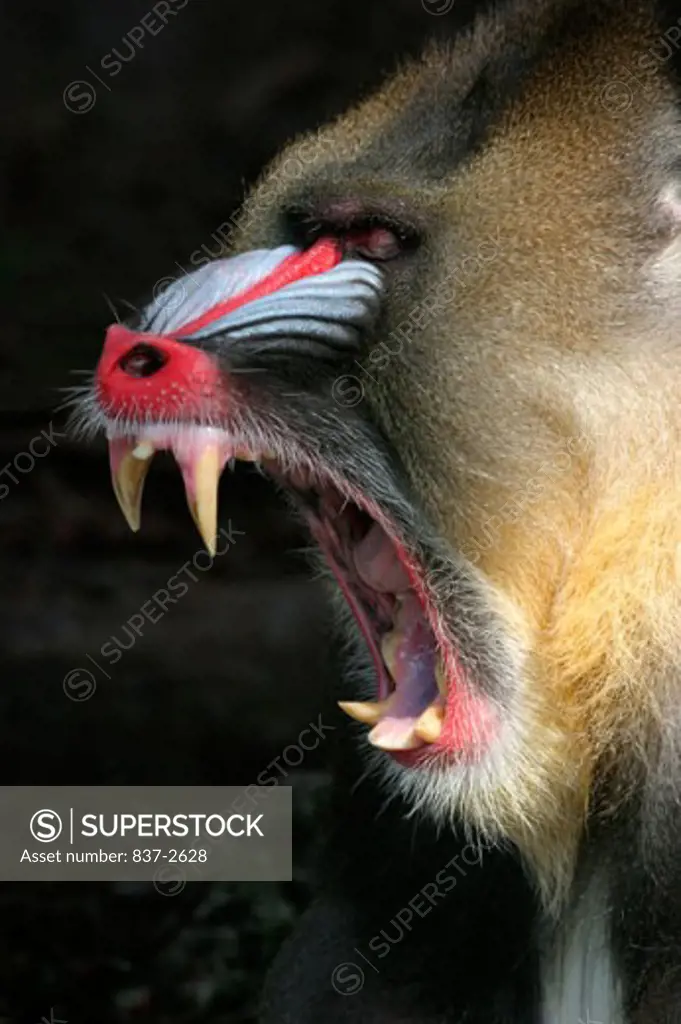 Side profile of a mandrill screaming (Mandrillus sphinx)