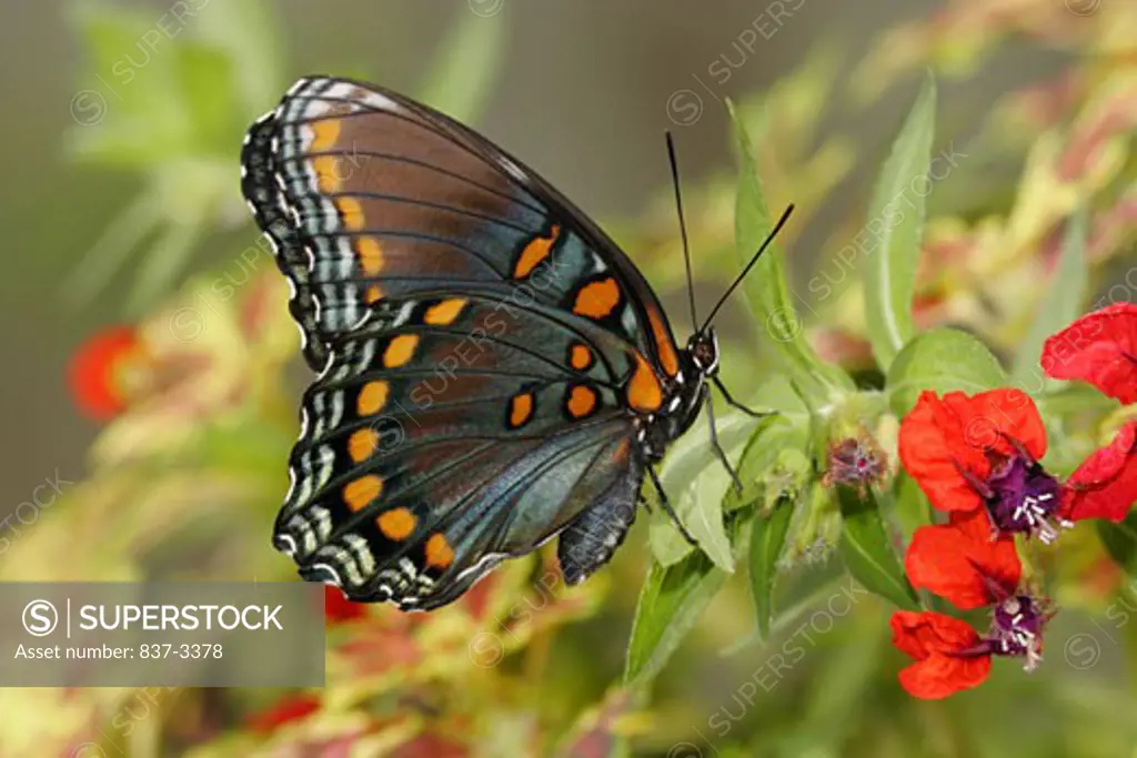 Red-Spotted Purple butterfly (Limenitis arthemis astyanax) pollinating flowers