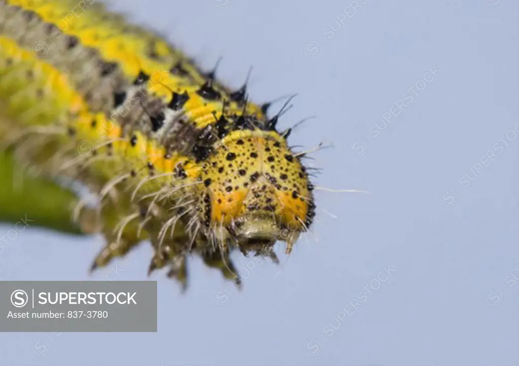 Great Southern White butterfly caterpillar (Ascia monuste)