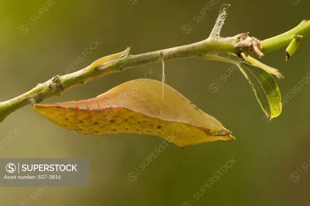 Close up of a Spicebush Swallowtail butterfly chrysalis Papilio