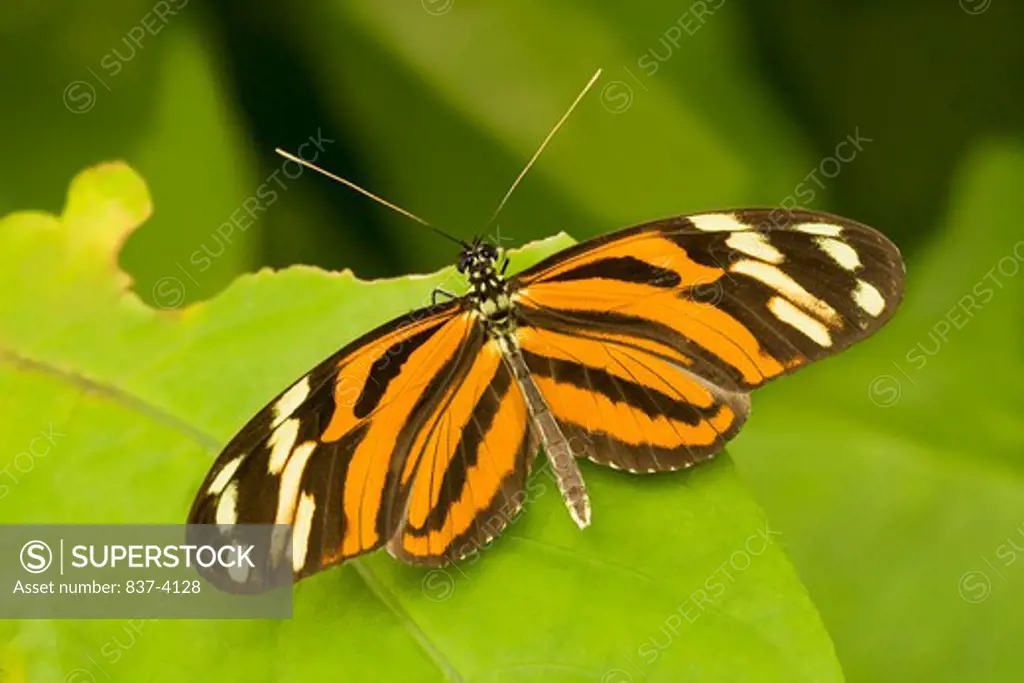 Close-up of a Tiger Heliconian butterfly (Heliconius ismenius)