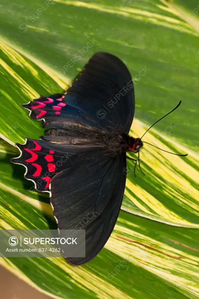 Pink-Spotted Cattleheart (Parides photinus) butterfly on a green leaf