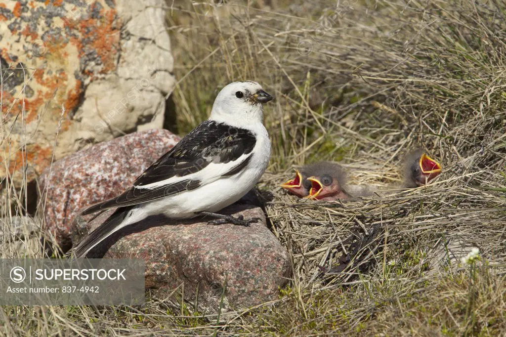 Close up pf Snow Bunting (Plectrophenax nivalis) in nest with chicks