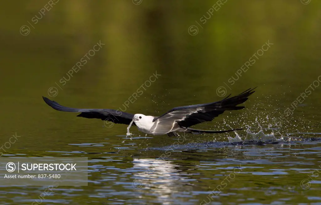 Swallow-tailed kite (Elanoides Forficatus) in flight above water