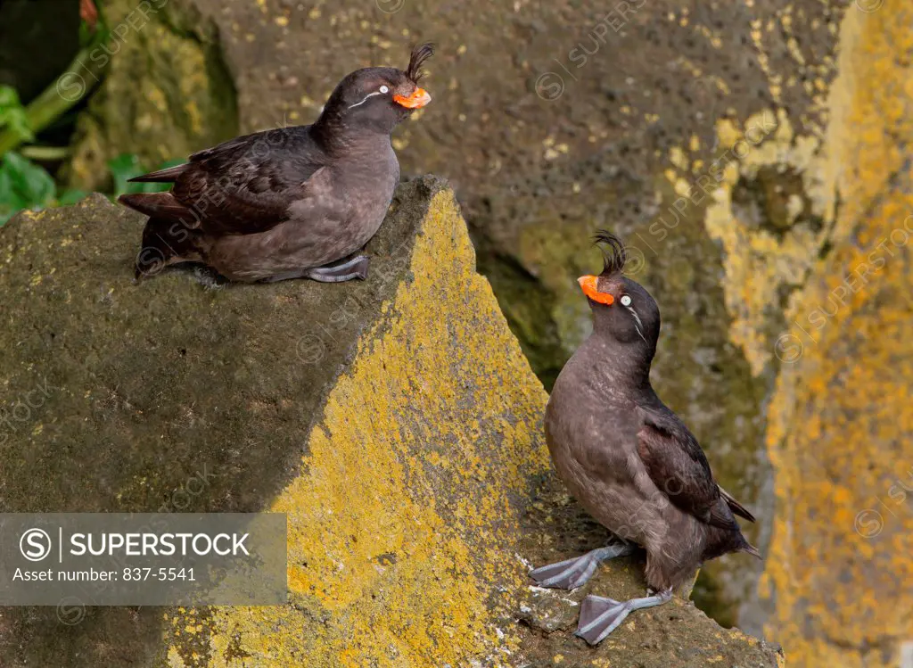 Two Crested auklets (Aethia cristatella) perching on a rock, Saint Paul Island, Alaska, USA