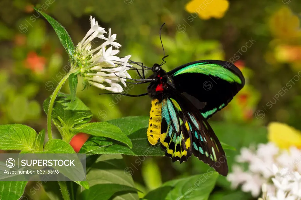 Male common green birdwing butterfly (Ornithoptera priamus) nectaring on white pentas