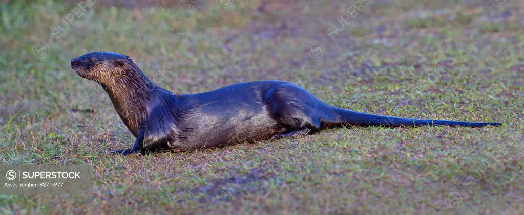 USA, Florida, Profile View Of River Otter (Lutra Canadensis) Posed On Low Grasses