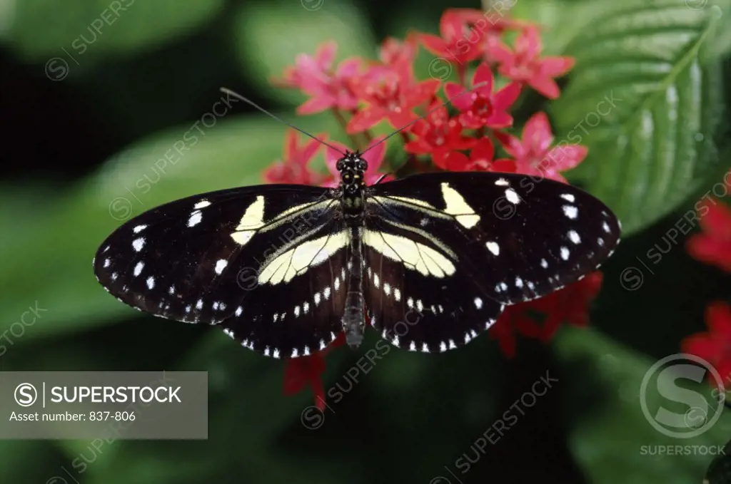 Heliconius Atthis Ecuador   