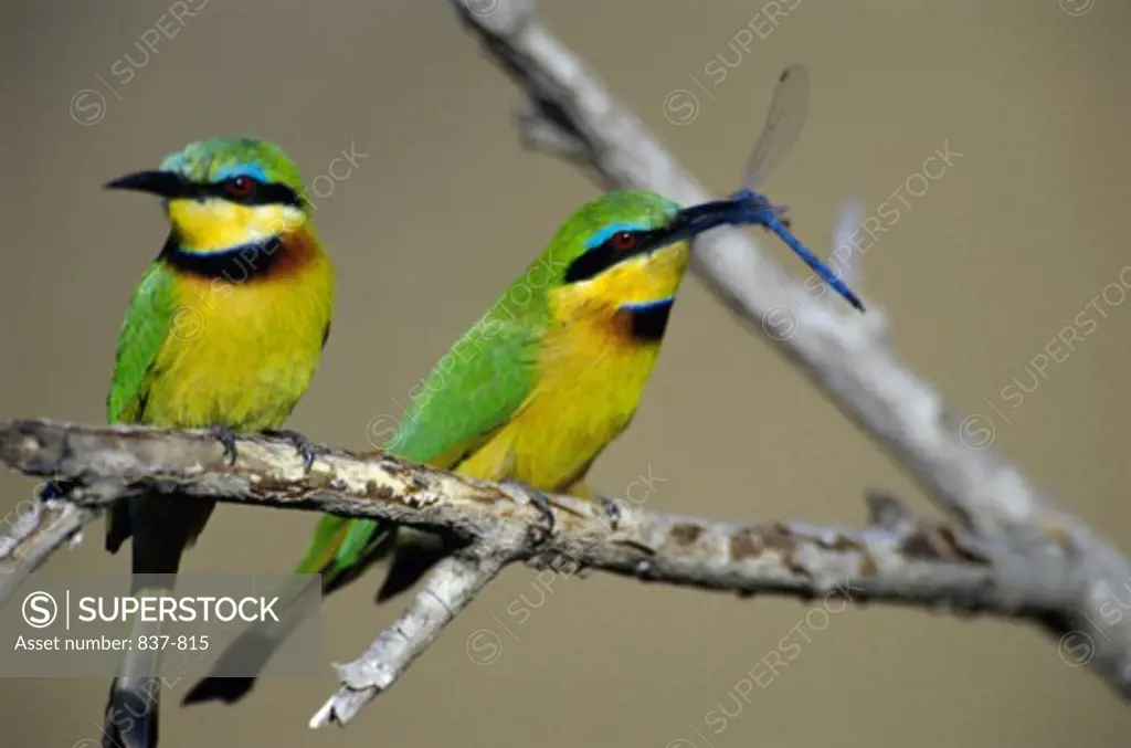 Little Bee-eaters Kenya