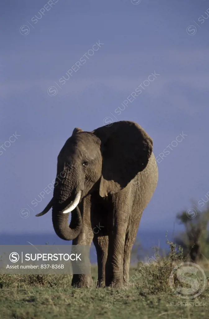 African Elephant Kenya