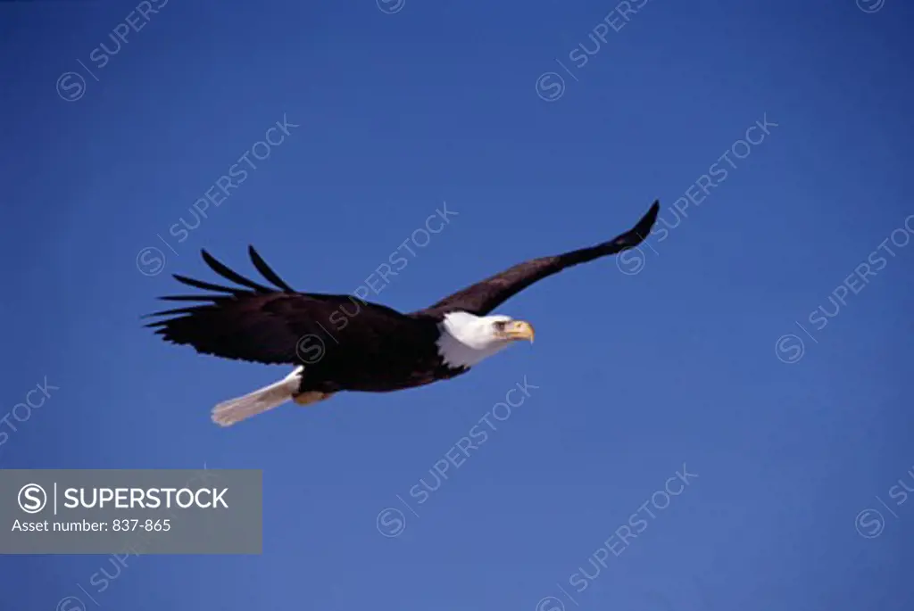 Bald eagle (Haliaeetus leucocephalus) in flight, Alaska, USA