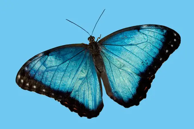 Close-up of a Peleides Blue Morpho butterfly (Morpho peleides) on a blue background