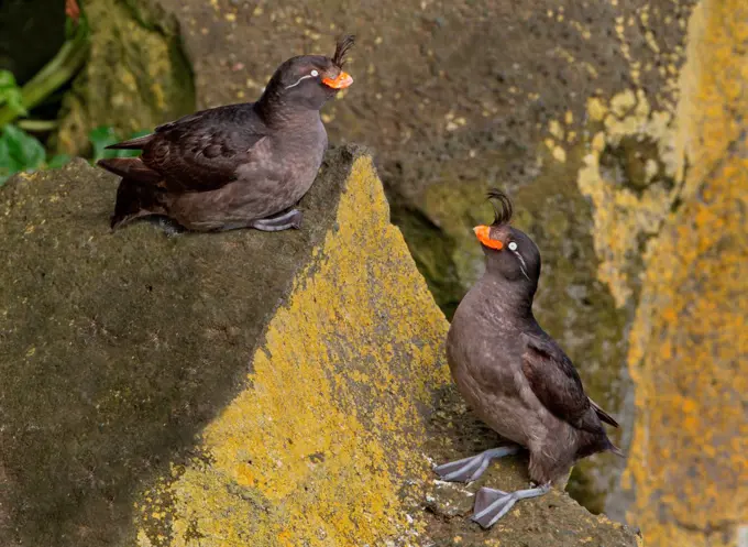 Two Crested auklets (Aethia cristatella) perching on a rock, Saint Paul Island, Alaska, USA