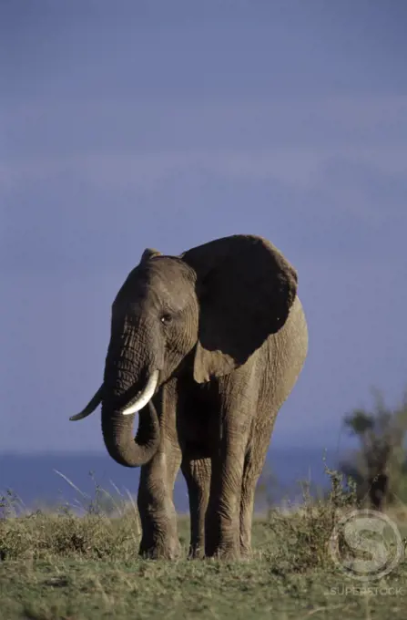 African Elephant Kenya