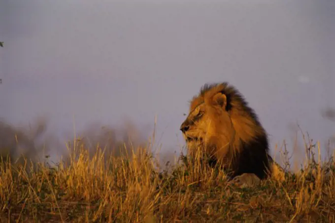 Lion Kenya