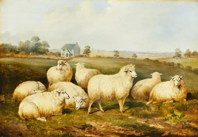 Sheep in a Meadow. James Charles Morris (fl.1851-1863). Oil on canvas. Dated 1857. 43.8 x 61.6cm