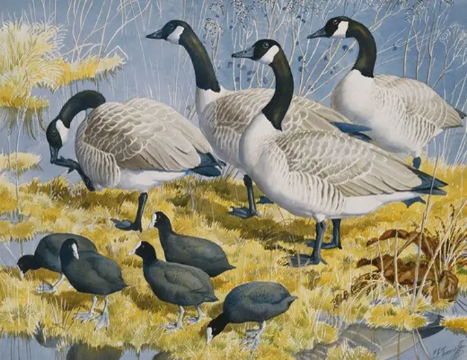 Canada Geese and Coot. Charles Frederick Tunnicliffe (1901-1979). Pencil and watercolour. 45.7 x 58.4cm.