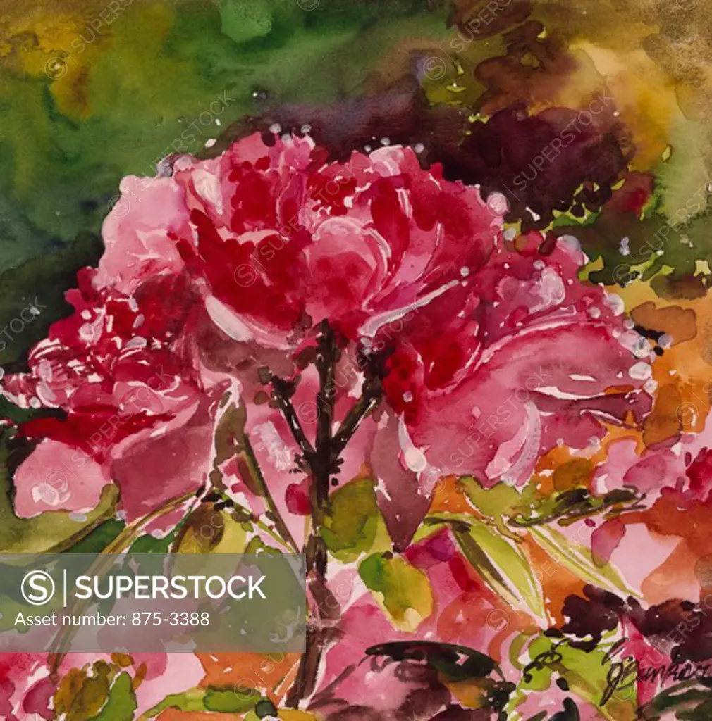 A Giverny Rose by John Bunker, watercolor, 2000