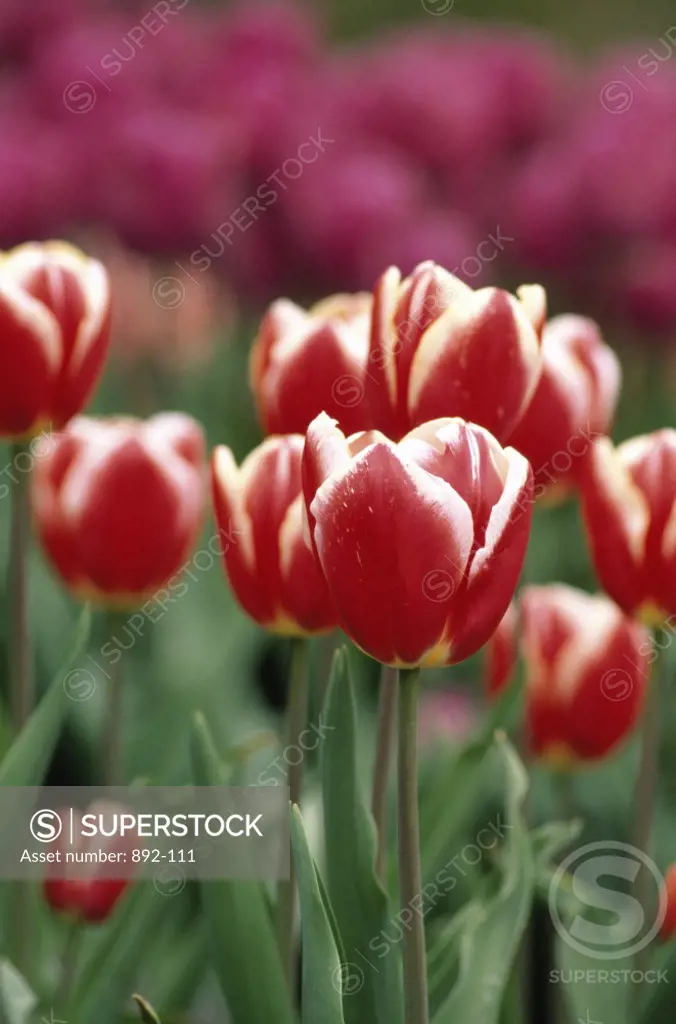 Tulips