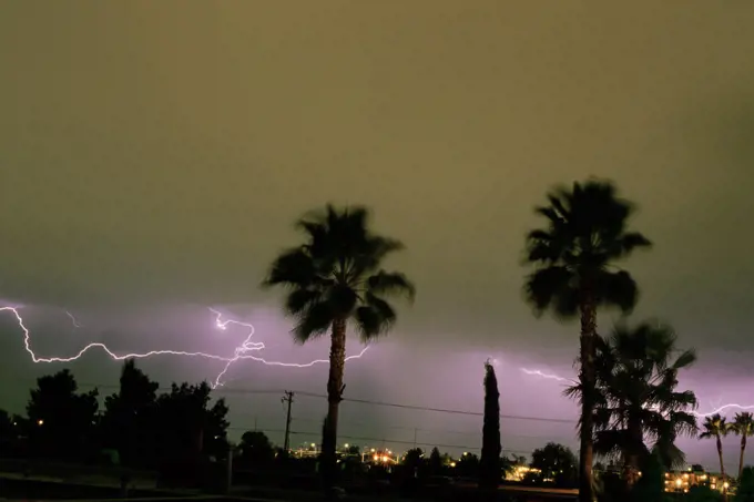 Silhouette of palm trees with lightning in the background