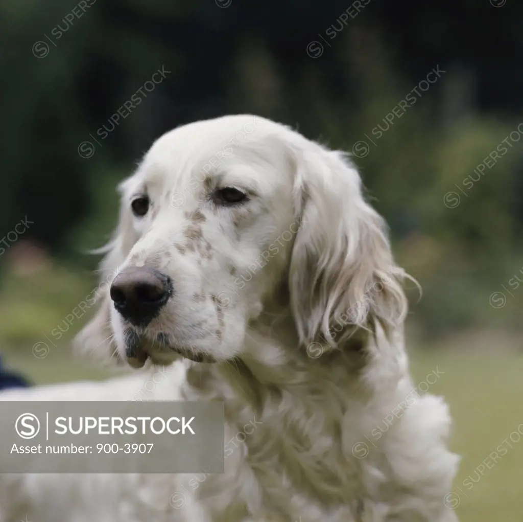 English Setter