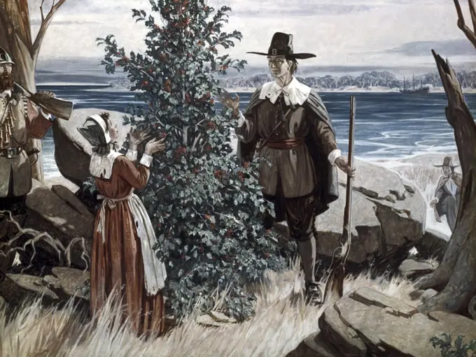 Pilgrims Find Reminder of Homeland In Holly Tree, Forrest C. Crooks